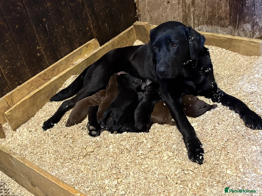 Springador dogs for sale: 8 Springador Puppies - Advert 3