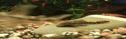 Plecos fish for sale: Bristlenose pleco - Advert 1
