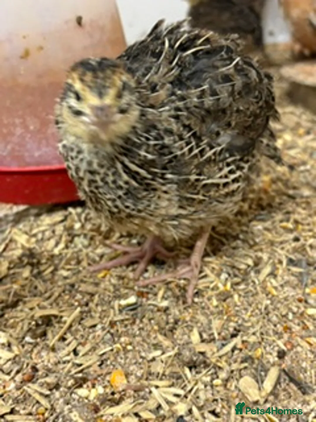 Quail poultry for sale: Japanese Quail for sale - Advert 2