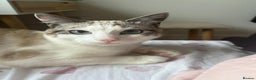 Mixed Breed cats for sale: Adorable Egyptian mau and Ragdoll mix kittens - Advert 1