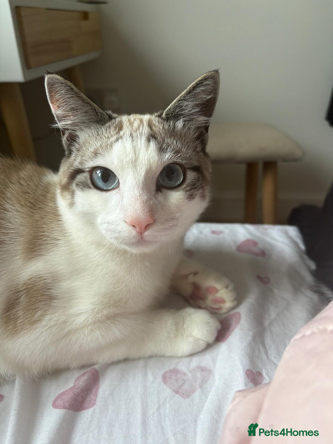 Mixed Breed cats for sale: Adorable Egyptian mau and Ragdoll mix kittens - Advert 1