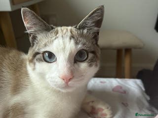 Mixed Breed cats Adorable Egyptian mau and Ragdoll mix kittens - Advert 17