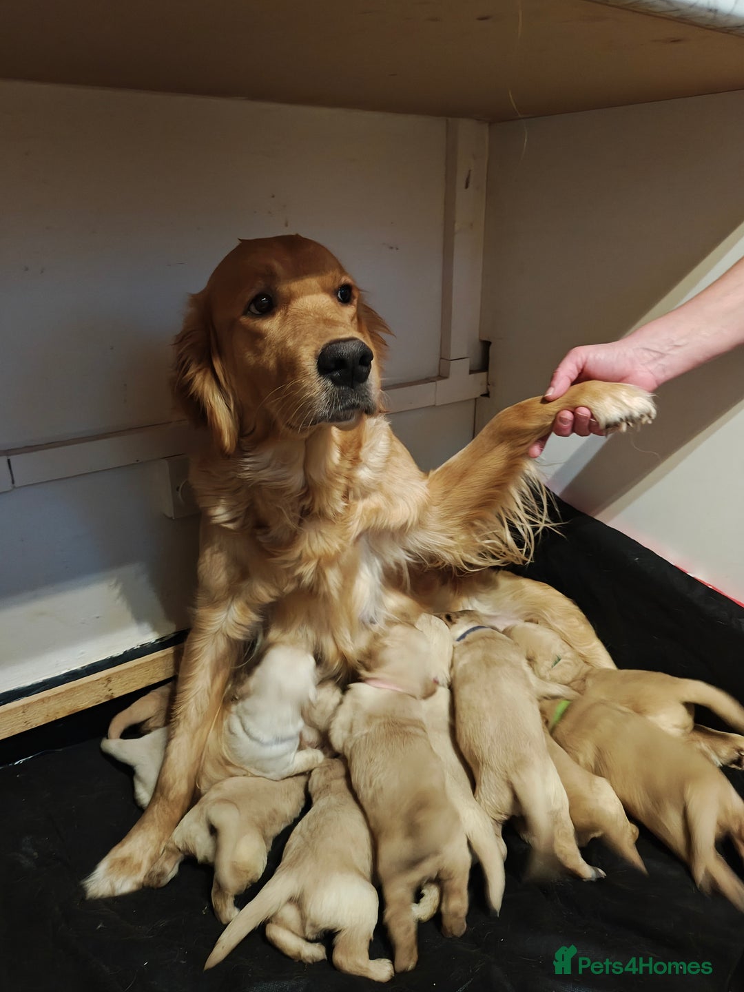 Golden Retriever dogs for sale: 10 Beautiful Golden Retriever puppies  - Advert 9