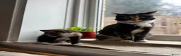 Mixed Breed cats for sale: Adorable kittens looking for loving homes - Advert 26