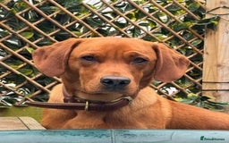 Labrador Retriever dogs for stud: Indie  - Image 1