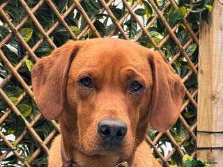 Labrador Retriever dogs Indie - Advert 6