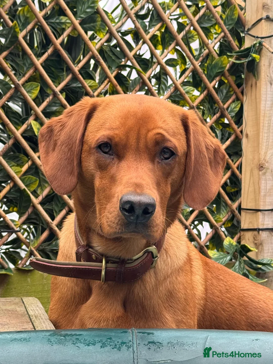 Labrador Retriever dogs for stud: Indie  - Advert 1