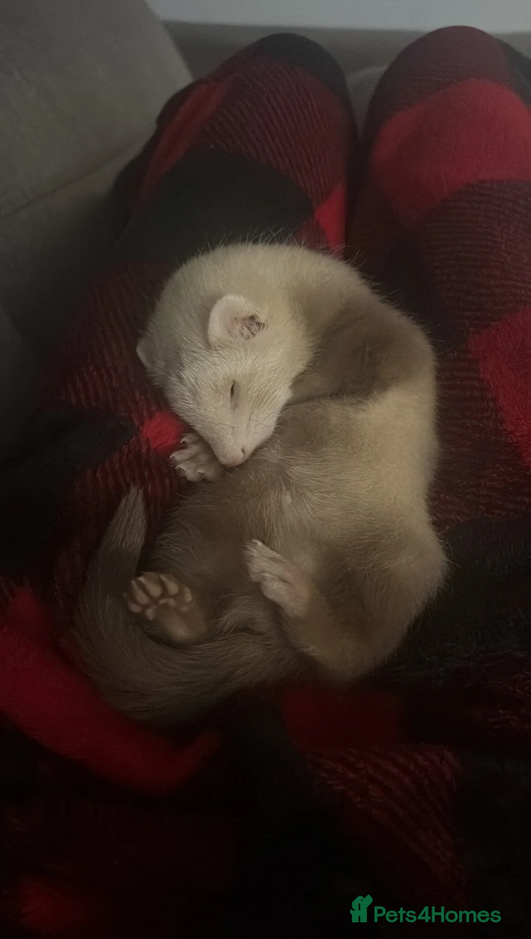 Ferret rodents for sale: Ferret kitts  in Tamworth - Advert 5