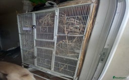 Doves birds for sale: 2xDiamond Doves with Cage - Image 2