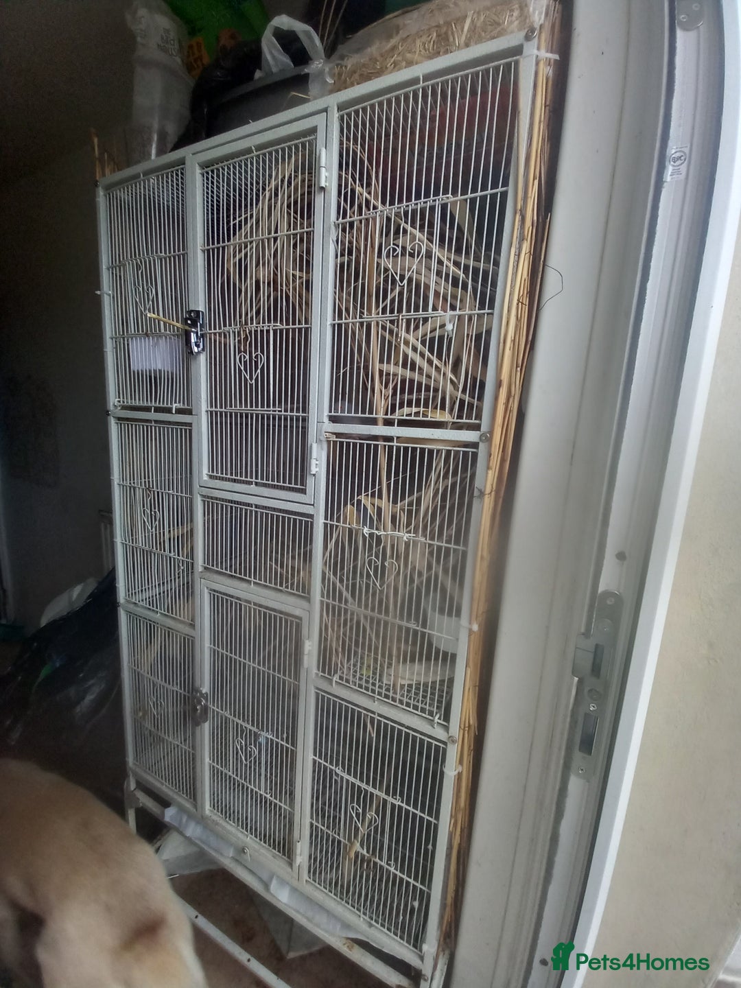 Doves birds for sale: 2xDiamond Doves with Cage - Image 2