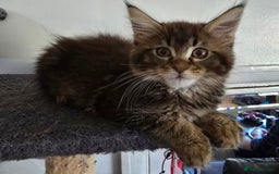 Maine Coon cats for sale: Maine coon kittens  - Image 24