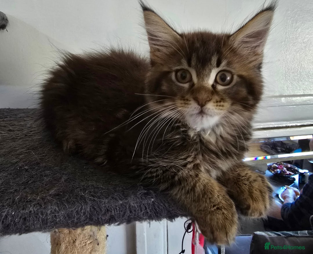 Maine Coon cats for sale: Maine coon kittens  - Image 24