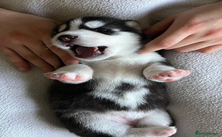 Siberian Husky dogs - Advert 4