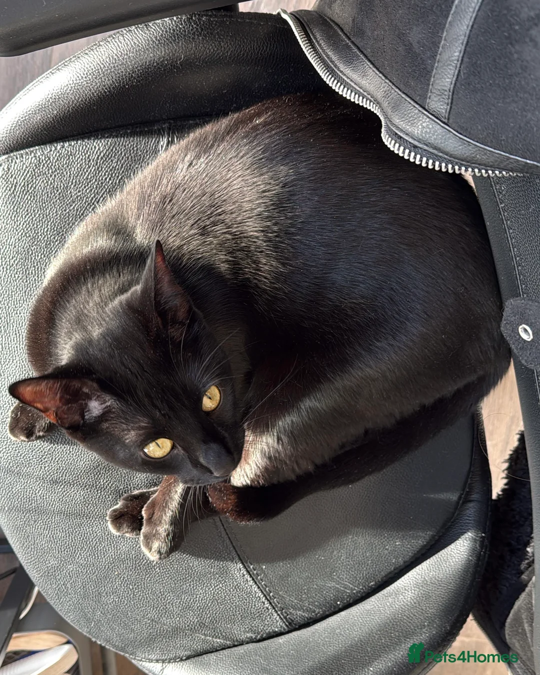 Mixed Breed cats for sale: Energetic Black Cat Looking for Active Loving Home - Advert 20