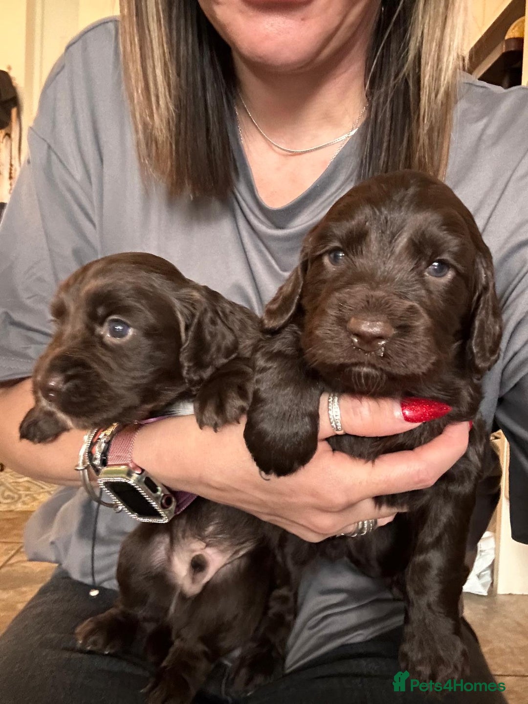 Cocker Spaniel dogs for sale: Working cocker spaniel puppies  - Image 9
