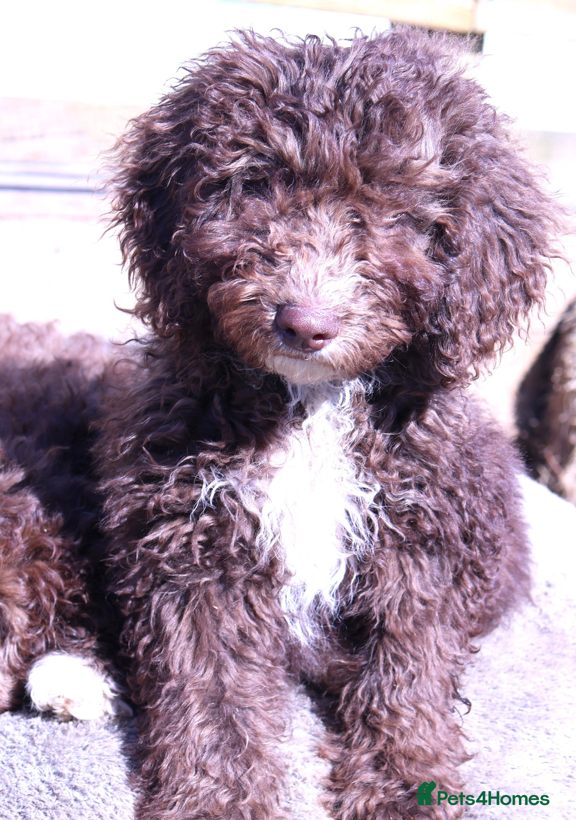 Labradoodle dogs 🐾🌈 Unique PhantomParti & Tuxedo Part trained🐾🌈 - Advert 10