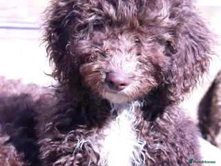 Labradoodle dogs 🐾🌈 Unique PhantomParti & Tuxedo Part trained🐾🌈 - Advert 10