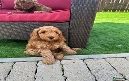 Cockapoo dogs for sale: Westcraigs Cockapoos - Image 24