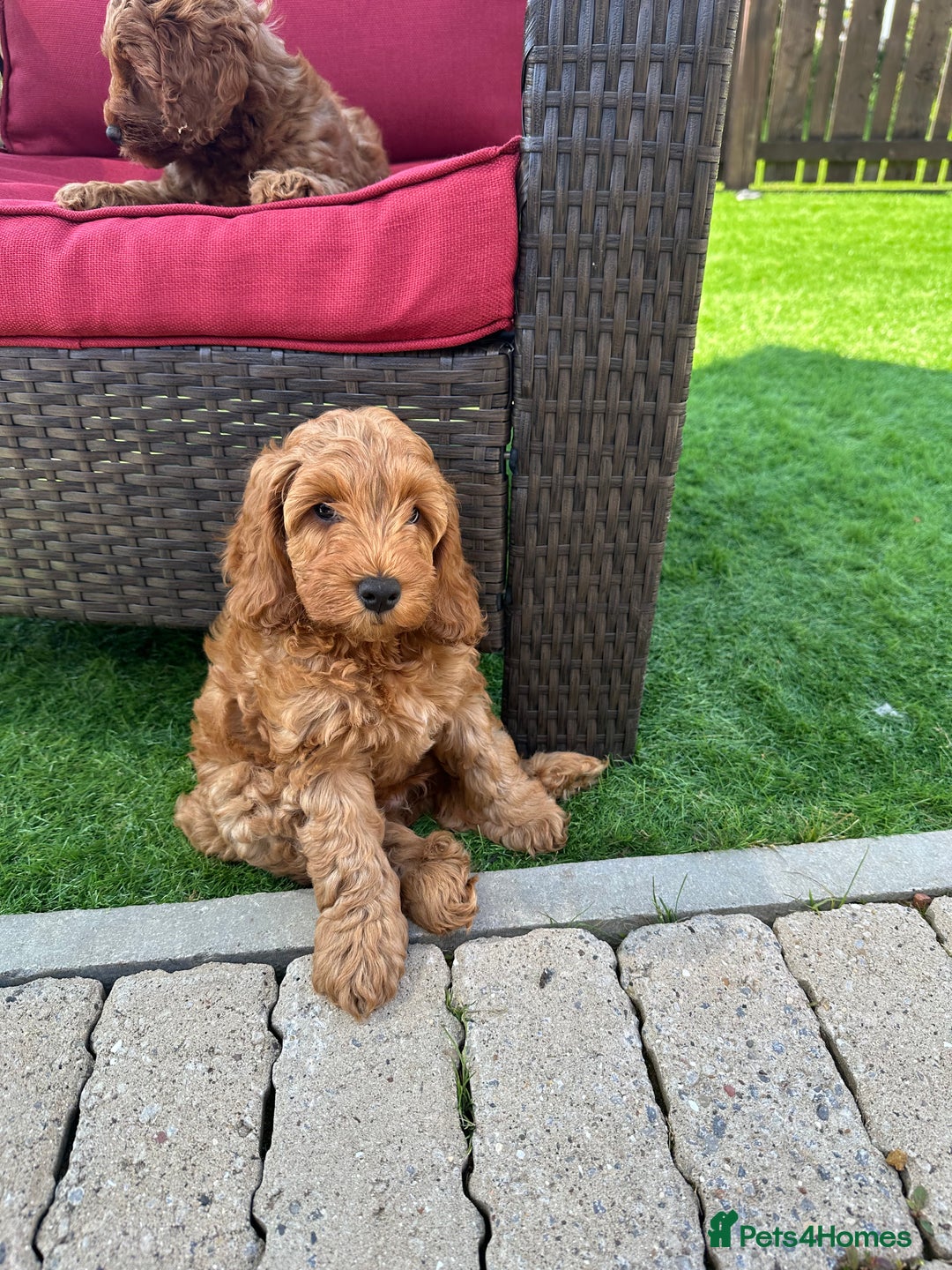 Cockapoo dogs for sale: Westcraigs Cockapoos - Image 24