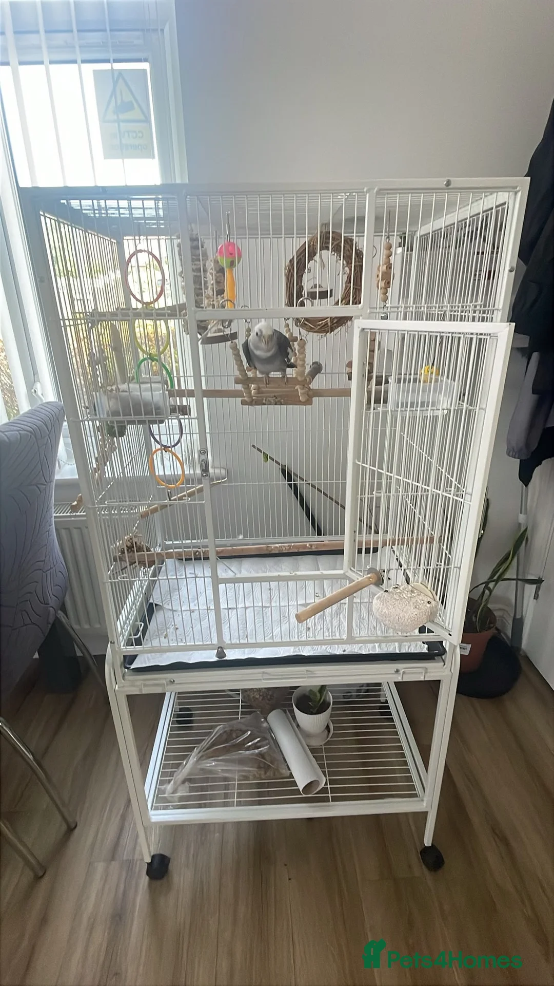 Cockatiels birds for sale: Cockatiel in need of a home in Blackwood - Advert 5