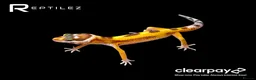 Leopard Gecko reptiles for sale: GECKO BABIES - Advert 3