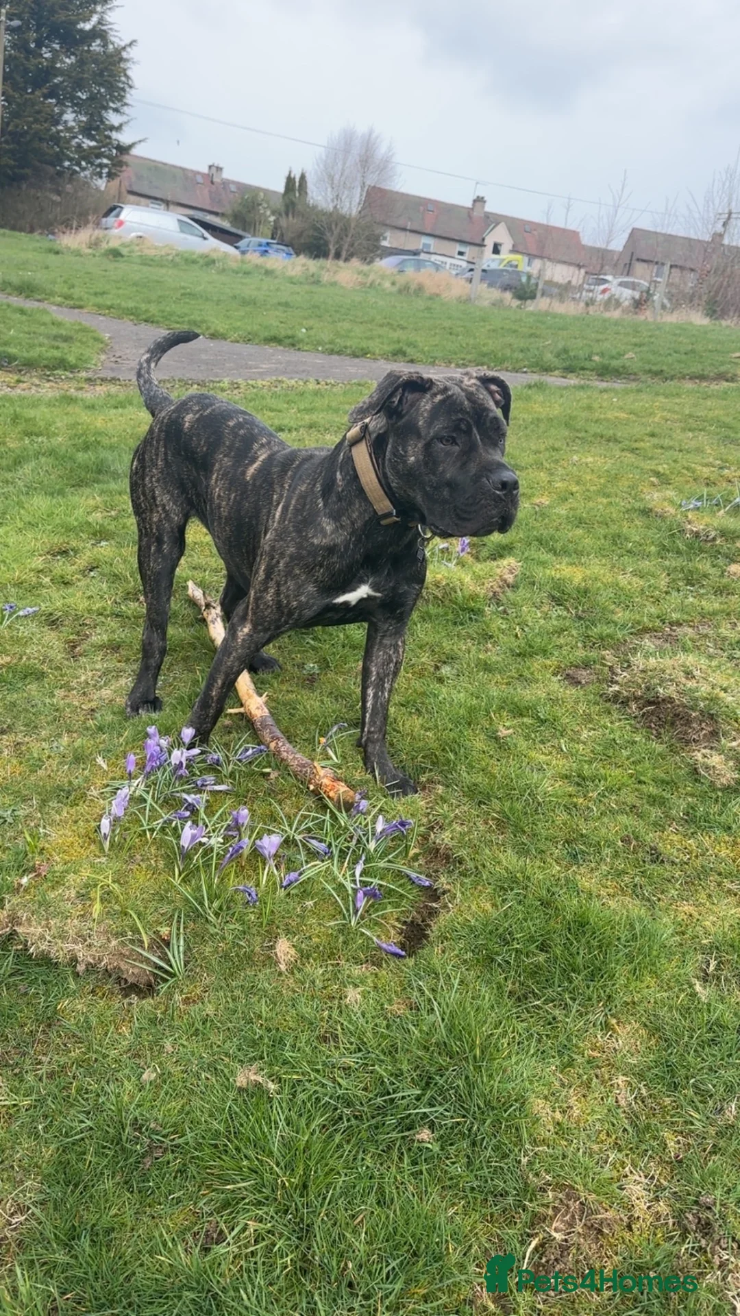 Mastiff dogs for sale: 1 year old female mastiff  - Advert 1