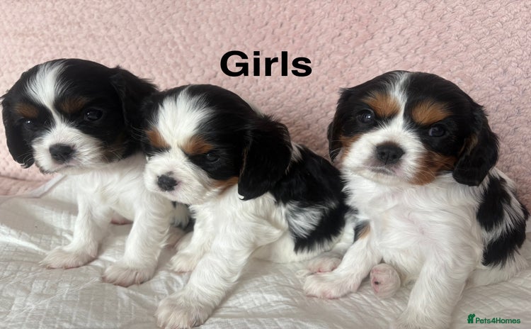 Cavalier King Charles Spaniel dogs - Advert 2
