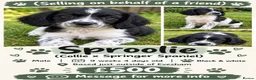 Sprollie dogs for sale: Male Sproolie  - Advert 5