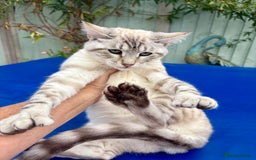 Keetso cats for sale: Gorgeous keetso female  - Image 15