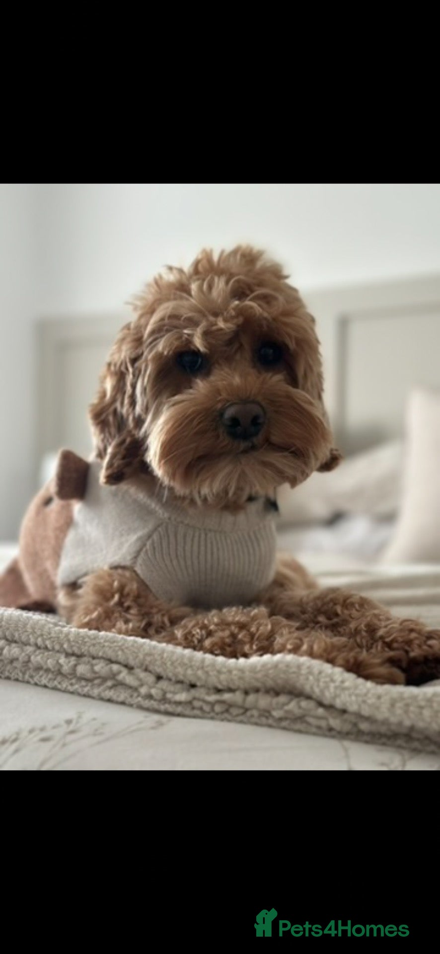 Cockapoo dogs Looking for 2 special people for my cockapoo pups  - Advert 17