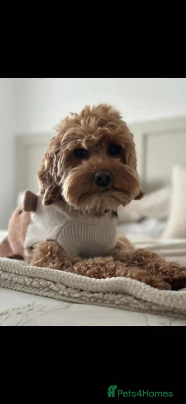 ** Ready Sunday ** xx for sale in Wrexham | Pets4Homes
