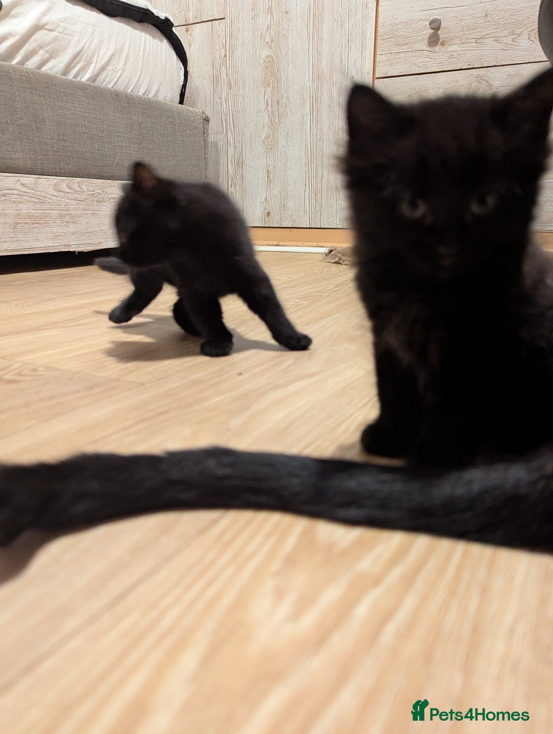 Bombay cats for sale: Beautiful kittens perfect for  **   ** s  - Advert 9