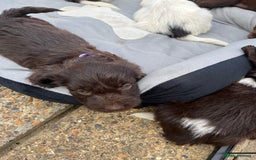 Mixed Breed dogs for sale: Beautiful cockapooXspringer puppies - Image 8
