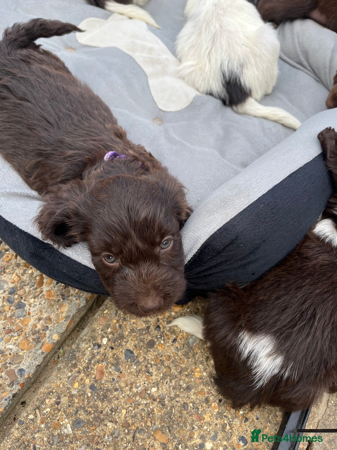 Mixed Breed dogs for sale: Beautiful cockapooXspringer puppies - Image 8