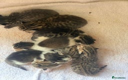 Mixed Breed cats for sale: Beautiful kittens ready to reserve  - Image 1