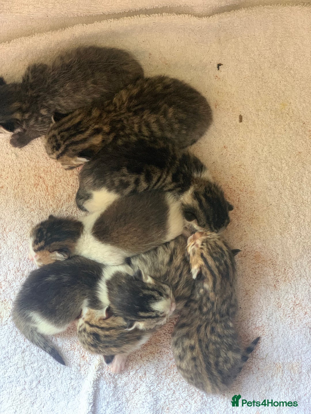 Mixed Breed cats for sale: Beautiful kittens ready to reserve  - Image 1