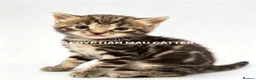Egyptian Mau cats for sale: TICA reg SNOW LEOPARD EGYPTIAN MAU X BENGAL  - Advert 33