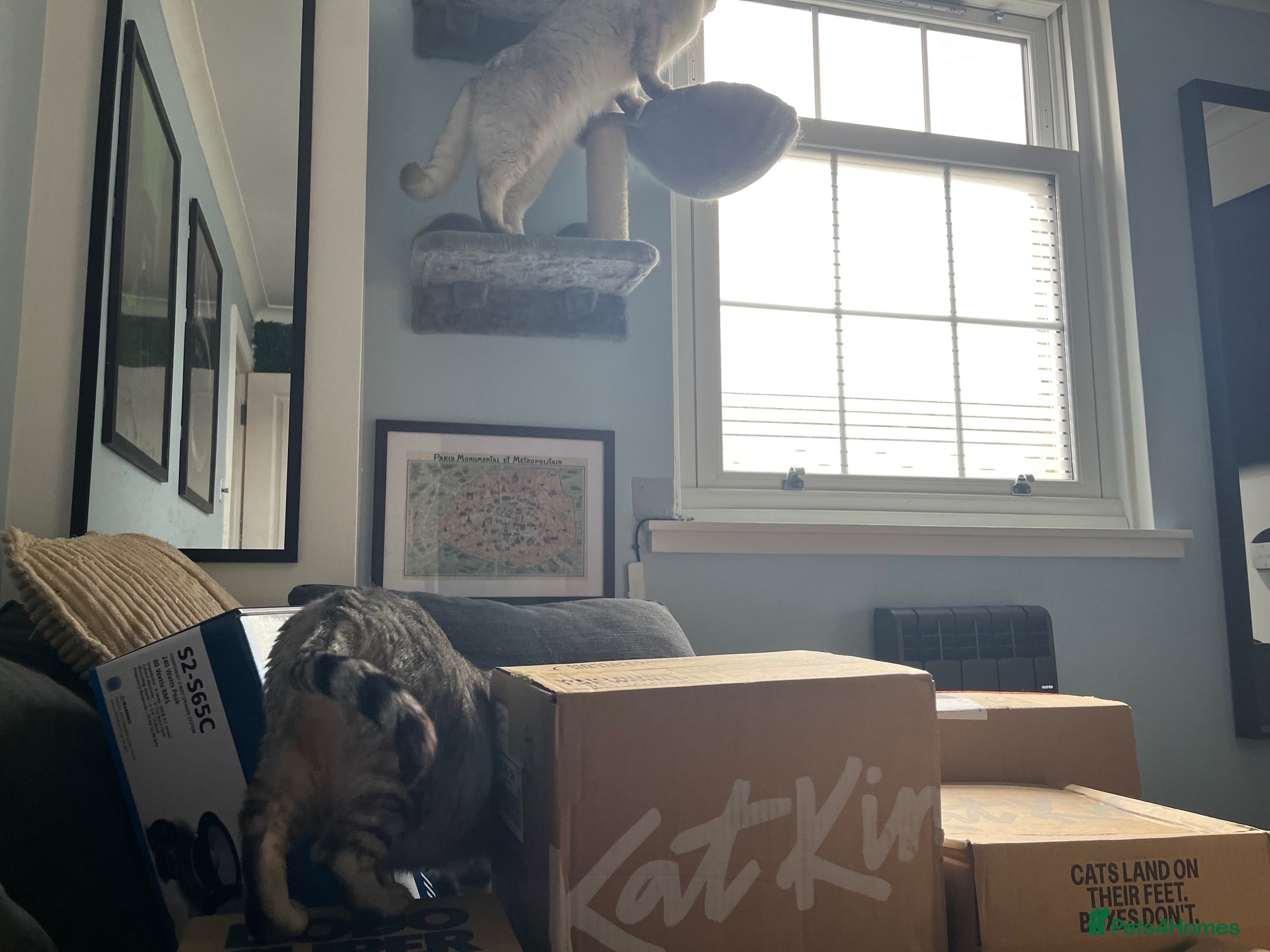 British Shorthair cats for sale: BHS x kittens - Advert 24