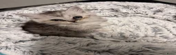 Mixed Breed cats for sale: Fluffy kittens - Advert 29