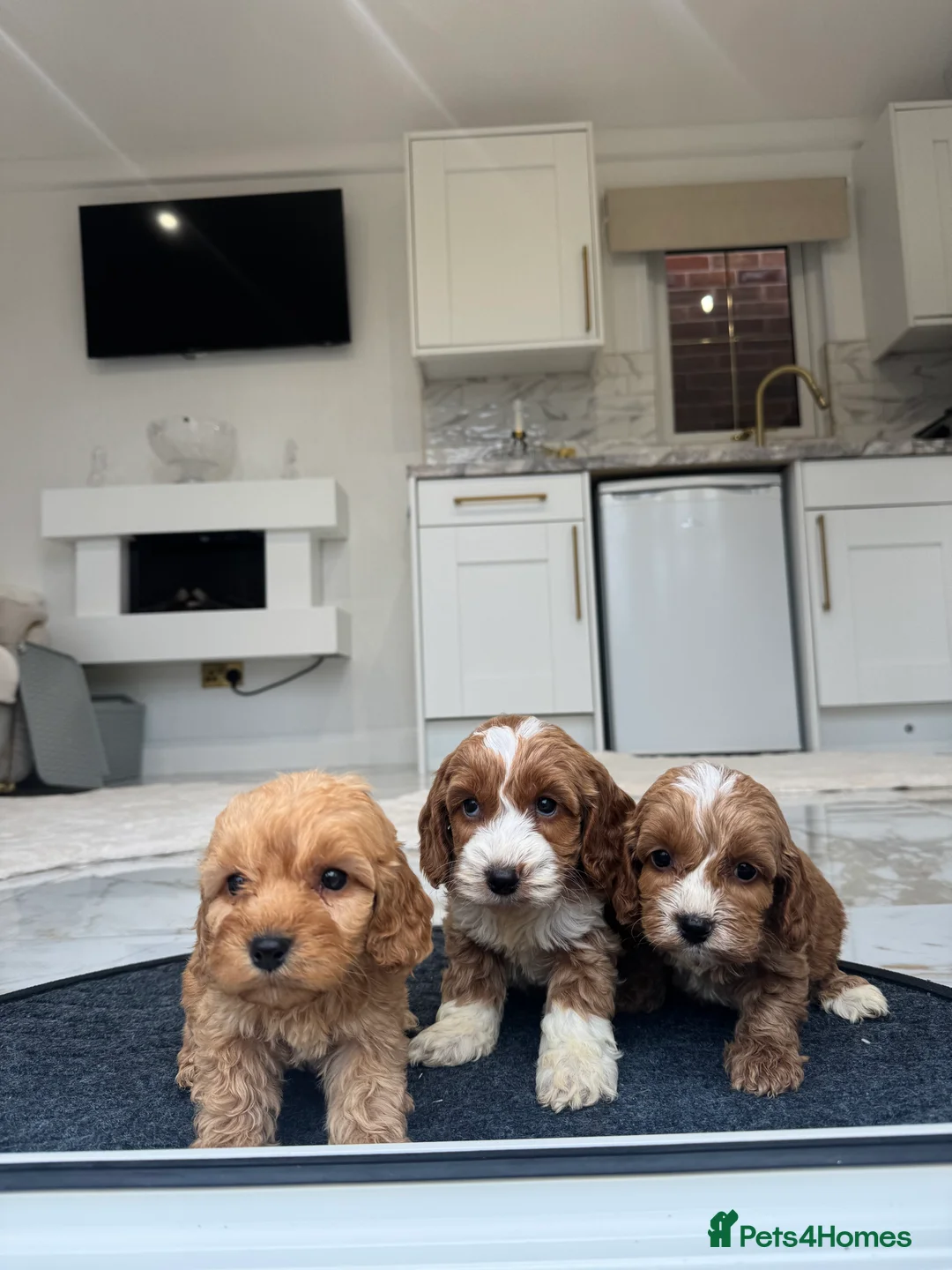 Cockapoo dogs for sale: F1 pra clear Cockapoos (council licensed breeder) - Advert 7