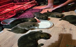 Belgian Shepherd Dog dogs for sale: Belgian malinois cross Czech Shepherd  - Image 3