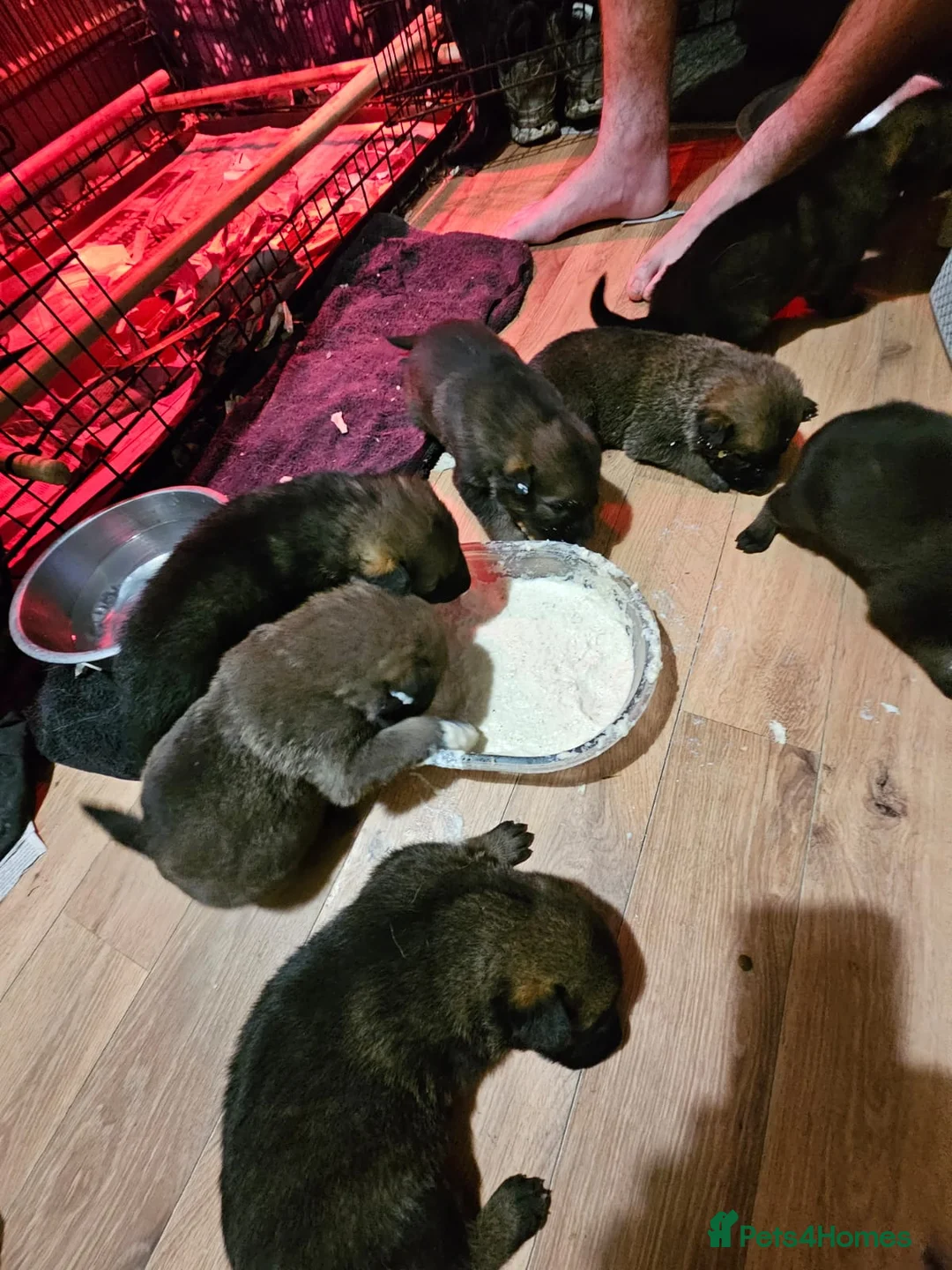 Belgian Shepherd Dog dogs for sale: Belgian malinois cross Czech Shepherd  - Advert 4