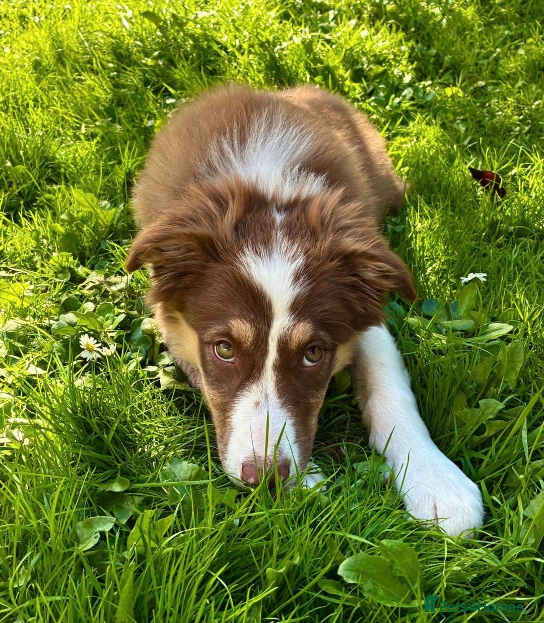 Border Collie dogs for sale: Border collie female Pup - Advert 2