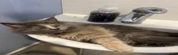 Maine Coon cats for sale: Beautiful Maine coon dora  - Advert 3