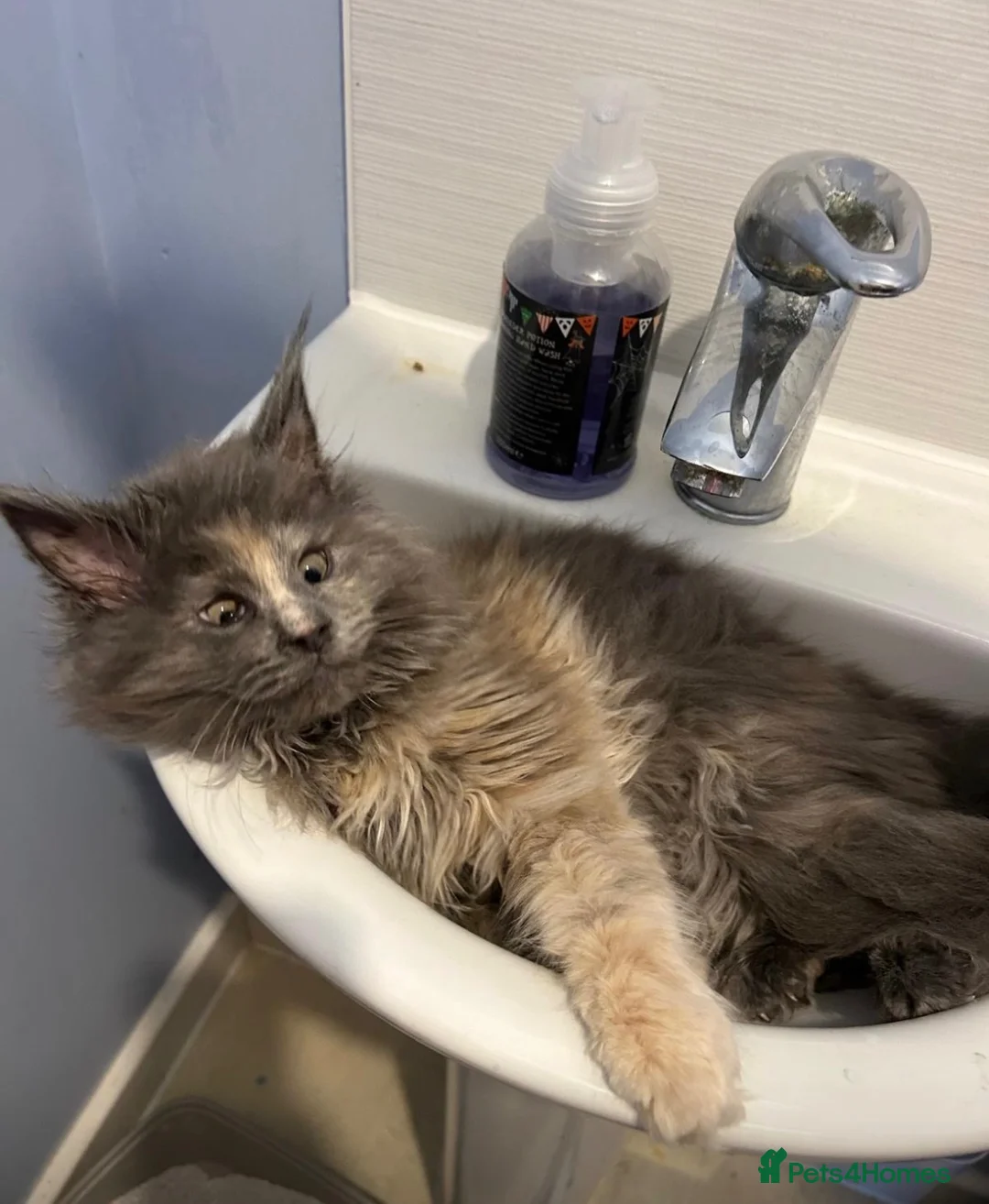 Maine Coon cats for sale: Beautiful registered active mc female - Advert 4
