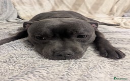 Staffordshire Bull Terrier dogs for sale: Blue staff for sale  - Image 7