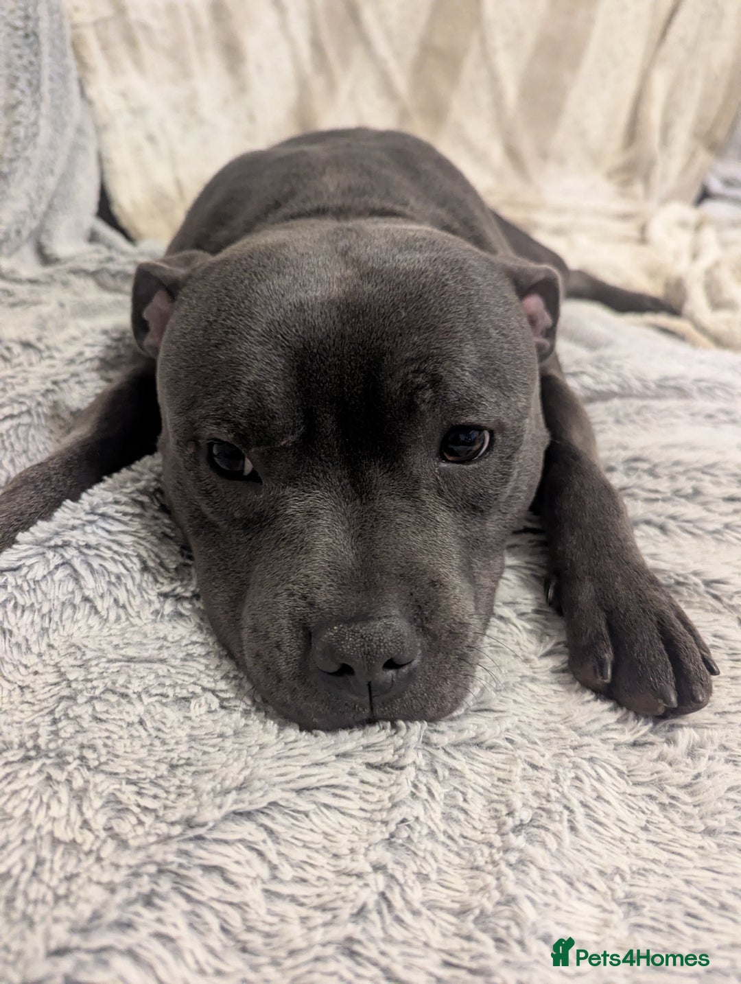 Staffordshire Bull Terrier dogs for sale: Blue staff for sale  - Image 7