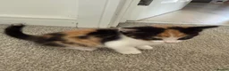 Mixed Breed cats for sale: 3 bsh cross kittens  - Advert 5