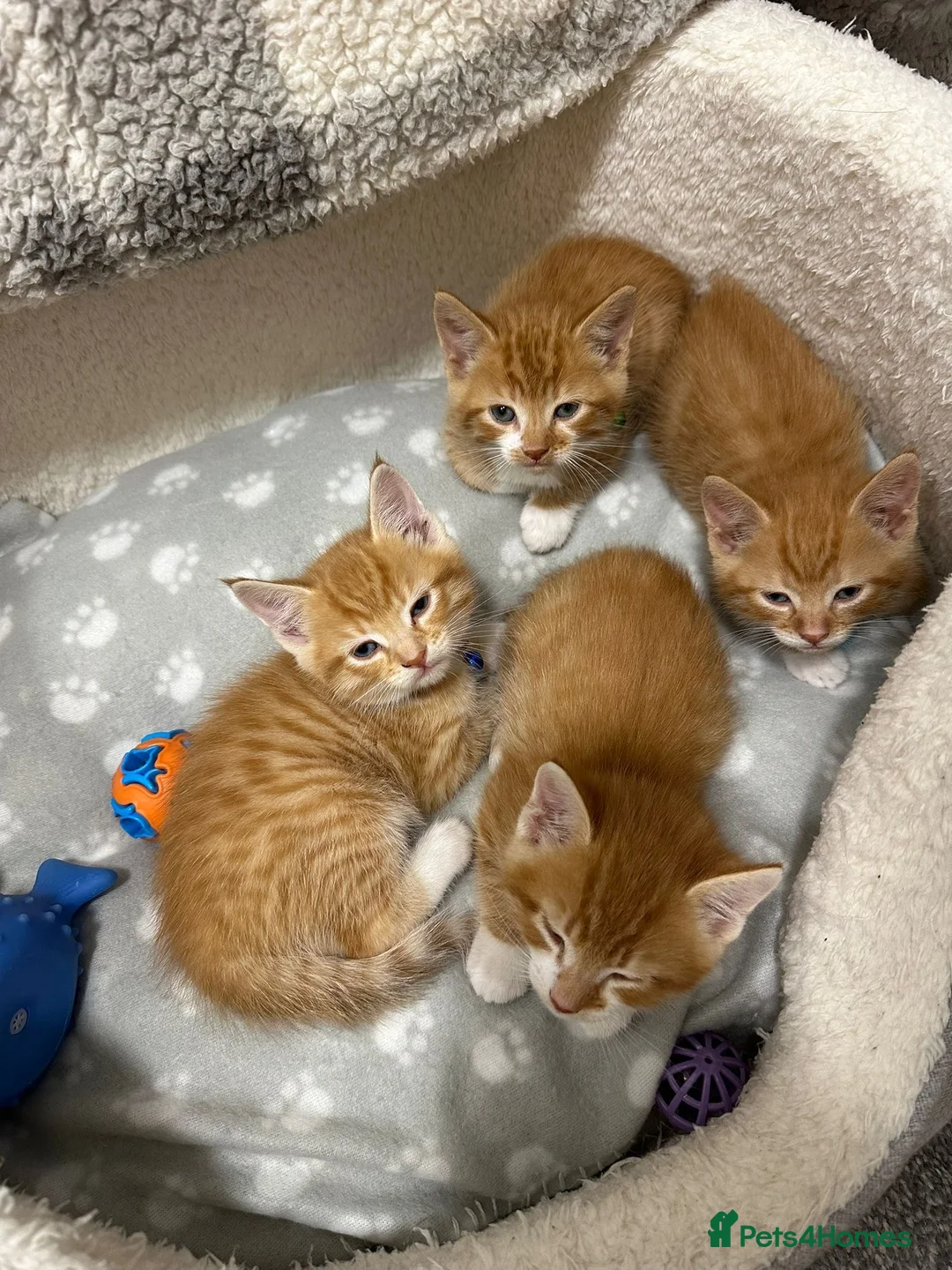 Mixed Breed cats for sale: 4 Adorable Ginger Kittens - Advert 1