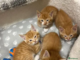 Mixed Breed cats 4 Adorable Ginger Kittens - Advert 2